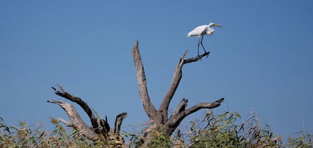 Ά&gamma;&omicron;&nu;&omicron;&iota; &kappa;&omicron;&rho;&mu;&omicron;ί, &mu;ή&nu;&upsilon;&mu;&alpha; &kappa;&rho;ί&sigma;&eta;&sigmaf;: &Tau;&alpha; &laquo;&phi;&alpha;&nu;&tau;ά&sigma;&mu;&alpha;&tau;&alpha;&raquo; &tau;&omega;&nu; &delta;&alpha;&sigma;ώ&nu; &tau;&eta;&sigmaf; &Alpha;&mu;&epsilon;&rho;&iota;&kappa;ή&sigmaf;