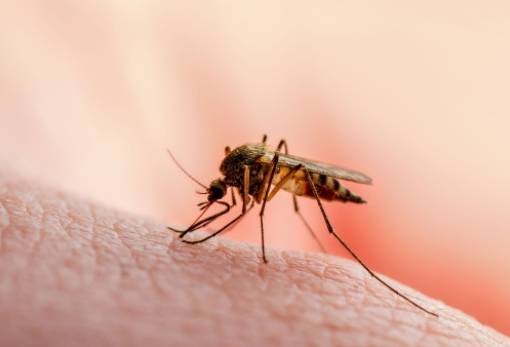 Τι γνωρίζουμε για τον ιό του Δυτικού Νείλου που εξαπλώνεται στην Ευρώπη;