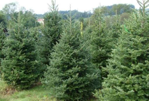 Τα χριστουγεννιάτικα δέντρα δεν είναι και τόσο πράσινα όσο νομίζαμε