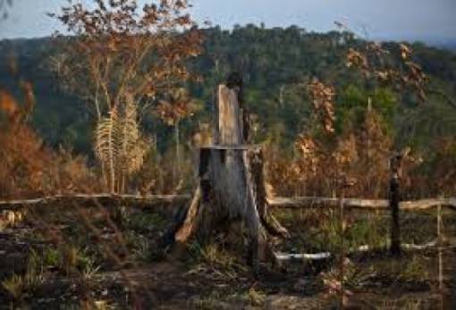 Βρετανία: Απαγόρευση πώλησης προϊόντων από αποψιλωμένα δάση