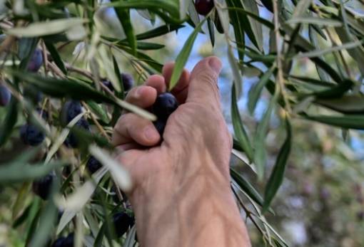 Ξεσηκώνονται παραγωγοί σε Ιταλία και Ισπανία για τις χαμηλές τιμές στο ελαιόλαδο