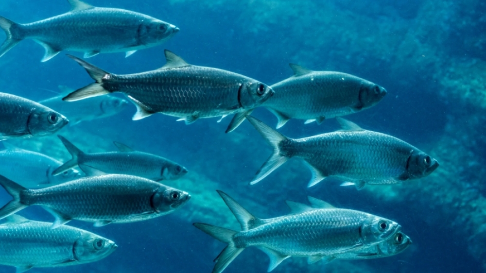 &Kappa;&lambda;&iota;&mu;&alpha;&tau;&iota;&kappa;ή &alpha;&lambda;&lambda;&alpha;&gamma;ή: H &upsilon;&pi;&epsilon;&rho;&theta;έ&rho;&mu;&alpha;&nu;&sigma;&eta; &tau;&omega;&nu; &theta;&alpha;&lambda;&alpha;&sigma;&sigma;ώ&nu; &alpha;&lambda;&lambda;ά&zeta;&epsilon;&iota; &tau;&eta; &laquo;&sigma;&upsilon;&mu;&pi;&epsilon;&rho;&iota;&phi;&omicron;&rho;ά&raquo; &tau;&omega;&nu; &psi;&alpha;&rho;&iota;ώ&nu;