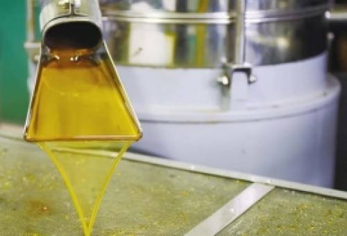 Κρατά τα ηνία η Λακωνία στο ελαιόλαδο