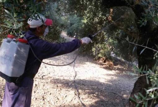 Ψεκάζουν για τον δάκο σε Κροκεές και Δαφνί