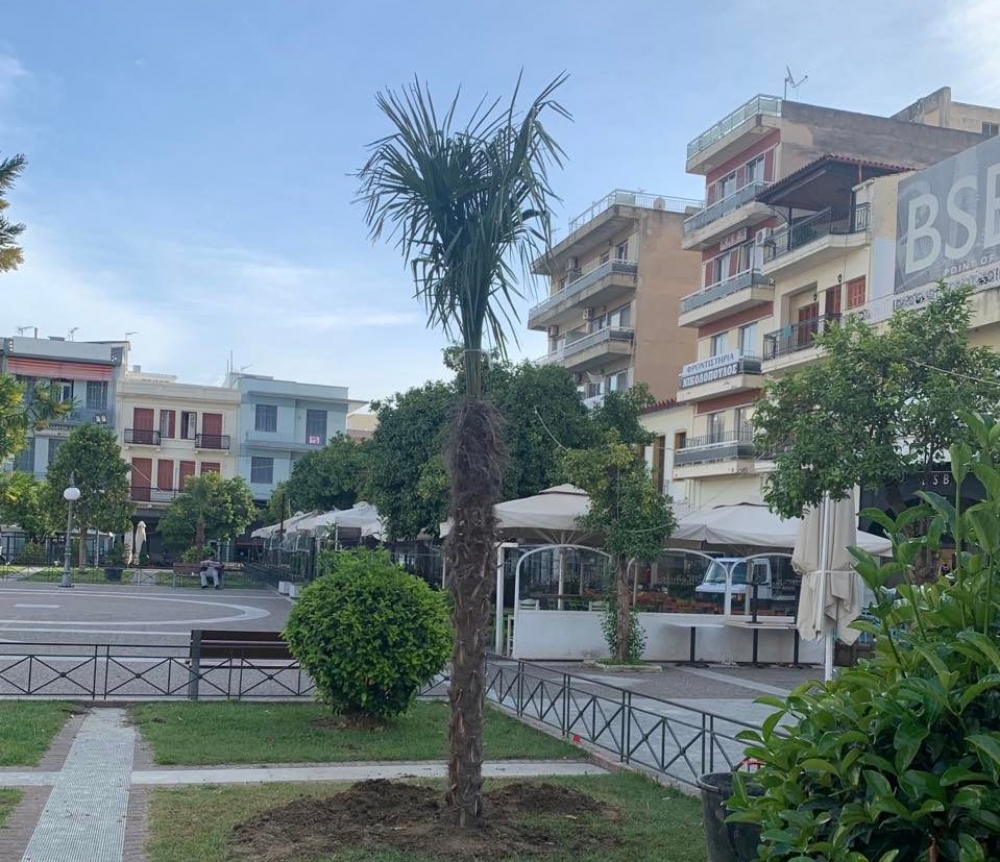 Νέοι φοίνικες στην πλατεία της Σπάρτης