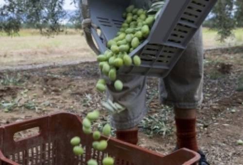 Εκμετάλλευση εργατών γης αποκαλύφθηκε ξανά στη Λακωνία