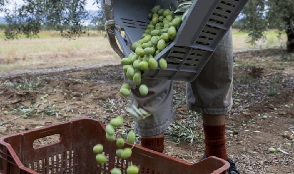Εκμετάλλευση εργατών γης αποκαλύφθηκε ξανά στη Λακωνία
