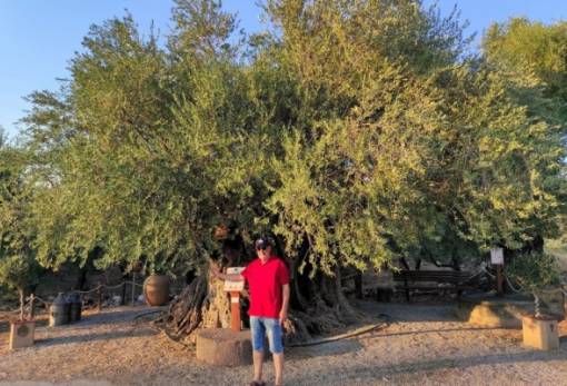 Διατηρητέο μνημείο της Φύσης η υπεραιωνόβια ελιά της Απιδιάς