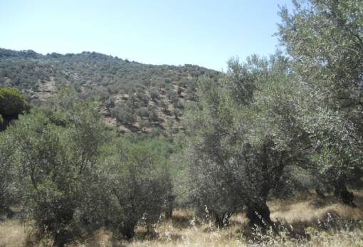 Διέξοδο από το δασικό «σύμπλεγμα» ψάχνει η Λακωνία