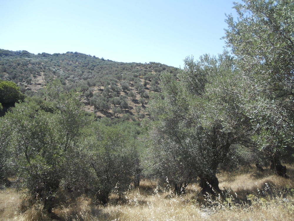 &Delta;&iota;έ&xi;&omicron;&delta;&omicron; &alpha;&pi;ό &tau;&omicron; &delta;&alpha;&sigma;&iota;&kappa;ό &laquo;&sigma;ύ&mu;&pi;&lambda;&epsilon;&gamma;&mu;&alpha;&raquo; &psi;ά&chi;&nu;&epsilon;&iota; &eta; &Lambda;&alpha;&kappa;&omega;&nu;ί&alpha;