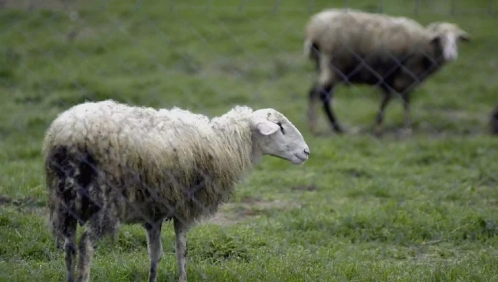 &Epsilon;&xi;έ&lambda;&iota;&xi;&eta; &Pi;&alpha;&nu;ώ&lambda;&omicron;&upsilon;&sigmaf; &mu;&iota;&kappa;&rho;ώ&nu; &mu;&eta;&rho;&upsilon;&kappa;&alpha;&sigma;&tau;&iota;&kappa;ώ&nu; &sigma;&tau;&eta;&nu; &Pi;&Epsilon; &Kappa;&omicron;&rho;&iota;&nu;&theta;ί&alpha;&sigmaf;