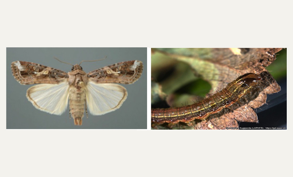 &Chi;&omega;&rho;ί&sigmaf; &alpha;&nu;ί&chi;&nu;&epsilon;&upsilon;&sigma;&eta; &tau;&omicron;&upsilon; Spodoptera frugiperda &eta; &Lambda;&alpha;&kappa;&omega;&nu;ί&alpha;