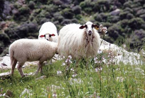 Συναγερμός για φυματίωση σε αιγοπρόβατα