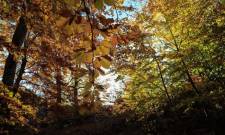 &Mu;&iota;&kappa;&rho;ή &laquo;&alpha;&nu;ά&sigma;&alpha;&raquo; &gamma;&iota;&alpha; &tau;&alpha; &tau;&rho;&omicron;&pi;&iota;&kappa;ά &delta;ά&sigma;&eta;