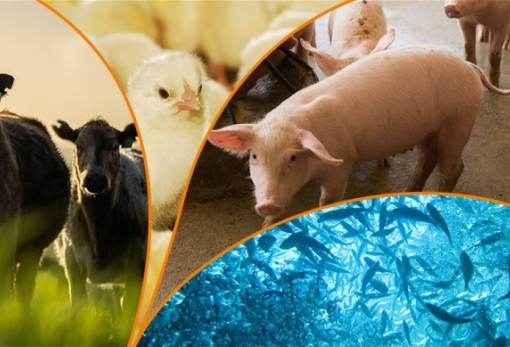 Η παγκόσμια παραγωγή ζωικών προϊόντων αναμένεται να αυξηθεί κατά 14% την επόμενη δεκαετία