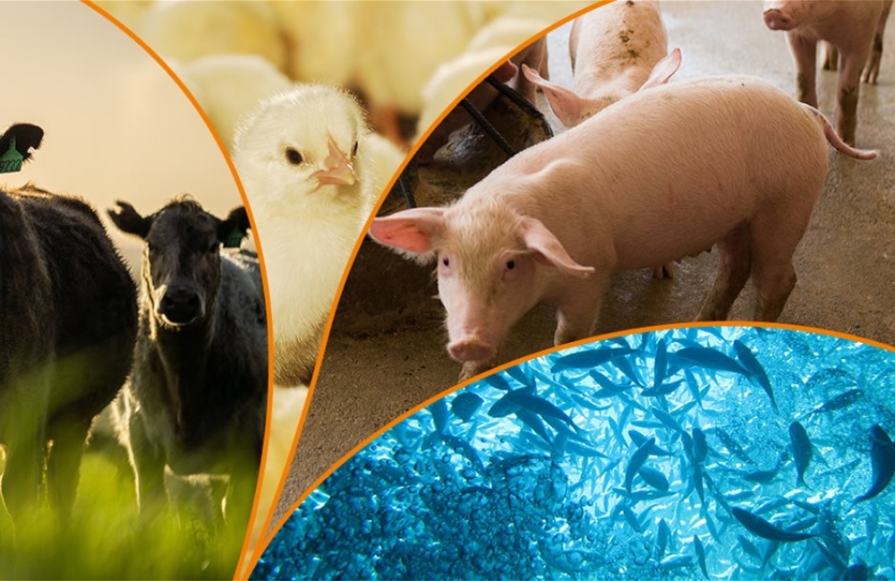 &Eta; &pi;&alpha;&gamma;&kappa;ό&sigma;&mu;&iota;&alpha; &pi;&alpha;&rho;&alpha;&gamma;&omega;&gamma;ή &zeta;&omega;&iota;&kappa;ώ&nu; &pi;&rho;&omicron;ϊό&nu;&tau;&omega;&nu; &alpha;&nu;&alpha;&mu;έ&nu;&epsilon;&tau;&alpha;&iota; &nu;&alpha; &alpha;&upsilon;&xi;&eta;&theta;&epsilon;ί &kappa;&alpha;&tau;ά 14% &tau;&eta;&nu; &epsilon;&pi;ό&mu;&epsilon;&nu;&eta; &delta;&epsilon;&kappa;&alpha;&epsilon;&tau;ί&alpha;