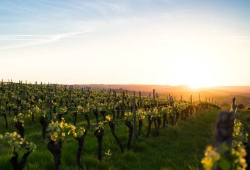 Πρόσκληση της ΔΑΟΚ Λακωνίας για τη δράση «Κομφούζιο»