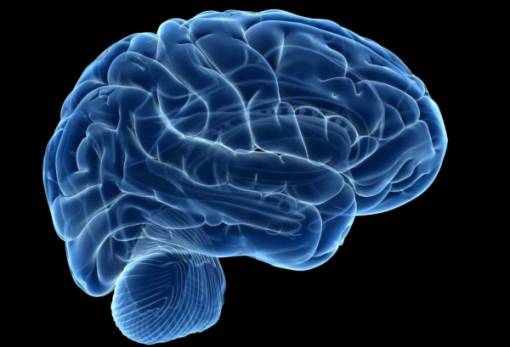 Ανακαλύφθηκαν για πρώτη φορά «νευρώνες του τραγουδιού» στον ανθρώπινο εγκέφαλο