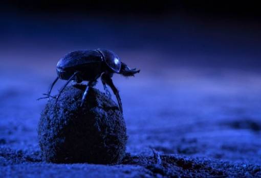 Πολλά ζώα χάνουν τον δρόμο τους εξαιτίας της φωτορρύπανσης