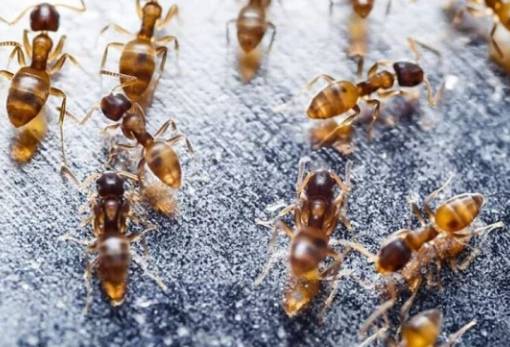 Κόκκινο μυρμήγκι: Ένα από τα χειρότερα είδη – εισβολείς έφτασε στην Ευρώπη