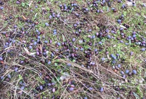 «Σάρωσε» τις ελιές το χαλάζι σε χωριά της Φάριδος