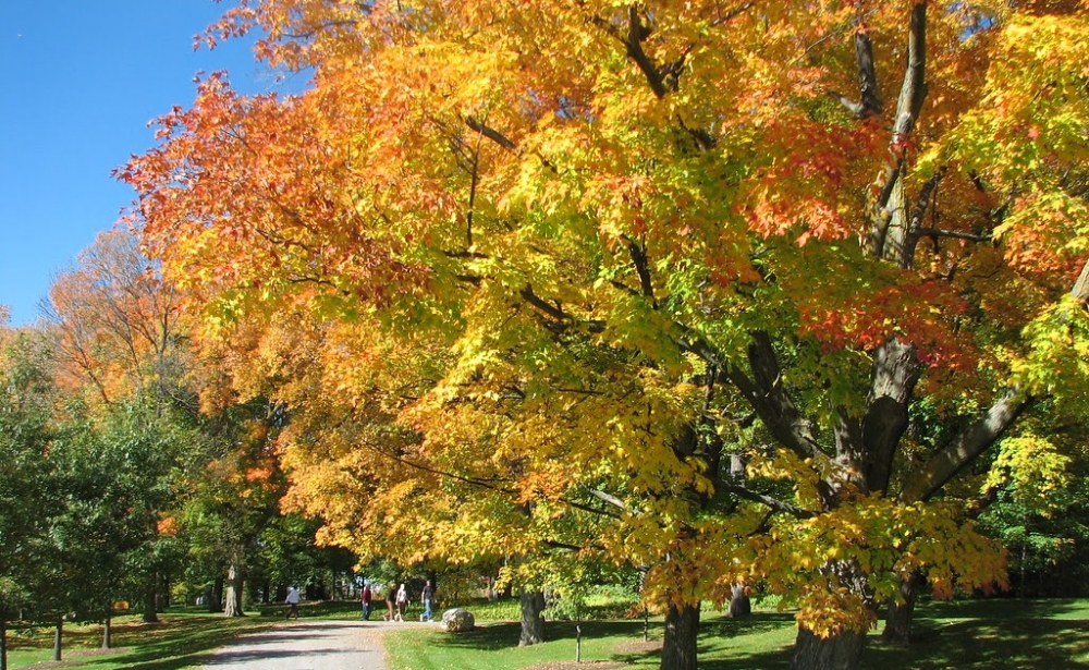 Καναδικά σφενδαμόδεντρα... έρχονται στη Σπάρτη