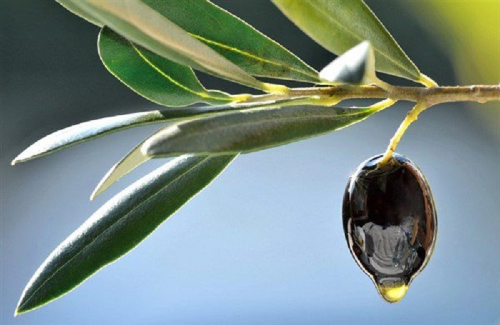 &Rho;&alpha;&nu;&tau;&epsilon;&beta;&omicron;ύ &mu;&epsilon; &tau;&omicron; &mu;έ&lambda;&lambda;&omicron;&nu; &gamma;&iota;&alpha; &tau;&eta; &Sigma;&chi;&omicron;&lambda;ή &Epsilon;&lambda;&alpha;&iota;&omicron;&kappa;&omicron;&mu;ί&alpha;&sigmaf; &sigma;&tau;&eta; &Sigma;&pi;ά&rho;&tau;&eta;