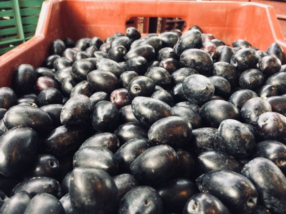 &Omicron;&rho;&iota;&sigma;&tau;&iota;&kappa;ό &mu;&epsilon; &tau;&eta; &laquo;&beta;&omicron;ύ&lambda;&alpha;&raquo; &Sigma;&tau;&Epsilon;: &Sigma;&upsilon;&nu;ώ&nu;&upsilon;&mu;&alpha; &Epsilon;&lambda;&iota;ά &Kappa;&alpha;&lambda;&alpha;&mu;ά&tau;&alpha;&sigmaf; - &Kappa;&alpha;&lambda;&alpha;&mu;ώ&nu;