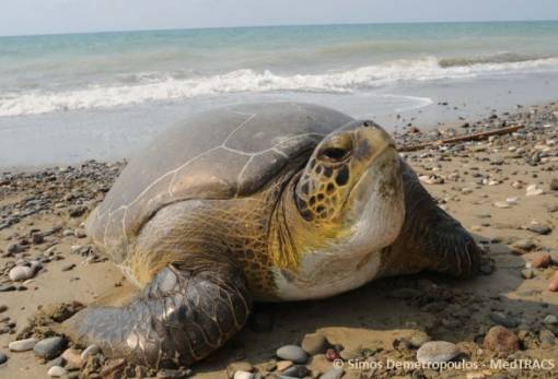 Κλιματική Κρίση: Πώς θα προσαρμοστεί η θαλάσσια ζωή στη Μεσόγειο;