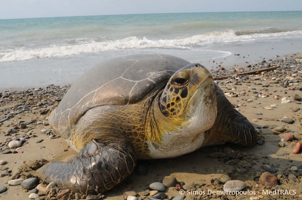 &Kappa;&lambda;&iota;&mu;&alpha;&tau;&iota;&kappa;ή &Kappa;&rho;ί&sigma;&eta;: &Pi;ώ&sigmaf; &theta;&alpha; &pi;&rho;&omicron;&sigma;&alpha;&rho;&mu;&omicron;&sigma;&tau;&epsilon;ί &eta; &theta;&alpha;&lambda;ά&sigma;&sigma;&iota;&alpha; &zeta;&omega;ή &sigma;&tau;&eta; &Mu;&epsilon;&sigma;ό&gamma;&epsilon;&iota;&omicron;;