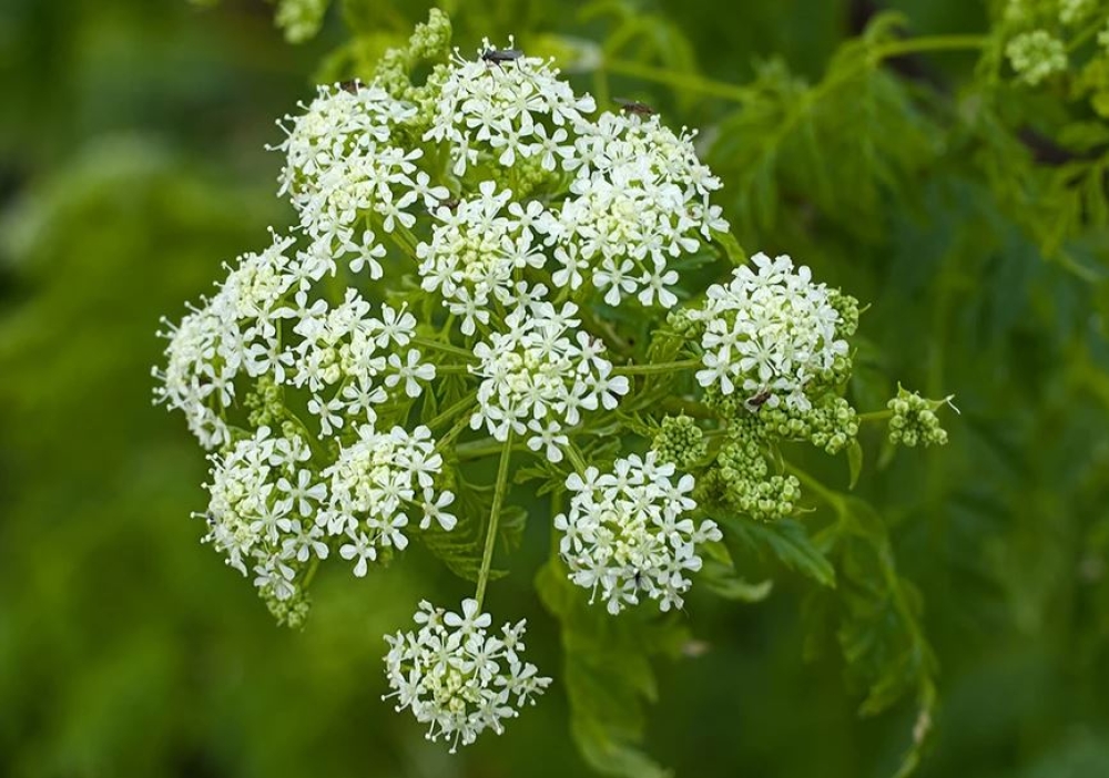 &Theta;&alpha;&nu;&alpha;&tau;&eta;&phi;ό&rho;&omicron; &delta;&eta;&lambda;&eta;&tau;&eta;&rho;&iota;ώ&delta;&epsilon;&sigmaf; &phi;&upsilon;&tau;ό &sigma;&epsilon; &pi;&alpha;&rho;&alpha;&lambda;ί&epsilon;&sigmaf; &tau;&eta;&sigmaf; &Alpha;&gamma;&gamma;&lambda;ί&alpha;&sigmaf;