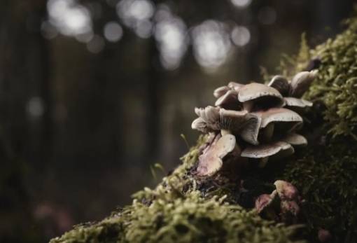 Πώς οι «υπερδυνάμεις» των μανιταριών αναγεννούν τα δάση σε όλο τον κόσμο