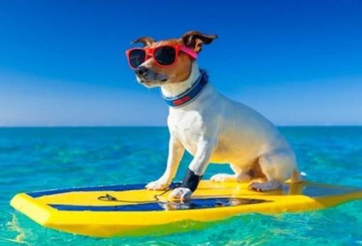 Χνουδωτές Διαδρομές: Σκύλος στη θάλασσα & δημόσιοι χώροι