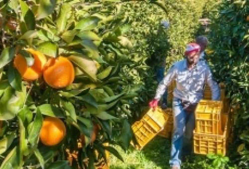 Σήμα κινδύνου για τη συγκομιδή της φετινής παραγωγής στον νομό