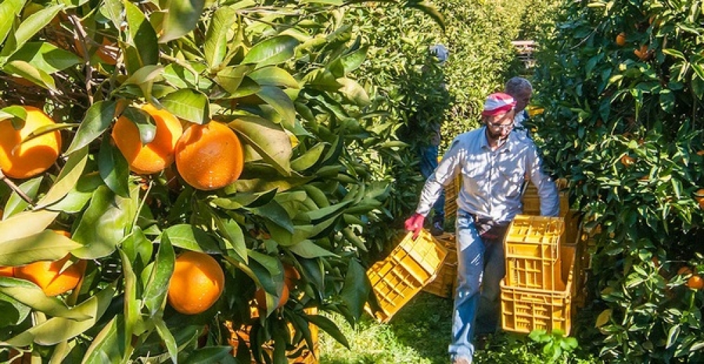 Σήμα κινδύνου για τη συγκομιδή της φετινής παραγωγής στον νομό