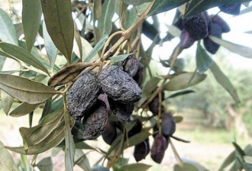 Δεν αποζημιώνει ζημιές από γλοιοσπόριο-δάκο ο ΕΛΓΑ