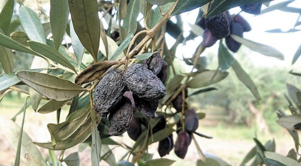 &Delta;&epsilon;&nu; &alpha;&pi;&omicron;&zeta;&eta;&mu;&iota;ώ&nu;&epsilon;&iota; &zeta;&eta;&mu;&iota;έ&sigmaf; &alpha;&pi;ό &gamma;&lambda;&omicron;&iota;&omicron;&sigma;&pi;ό&rho;&iota;&omicron;-&delta;ά&kappa;&omicron; &omicron; &Epsilon;&Lambda;&Gamma;&Alpha;