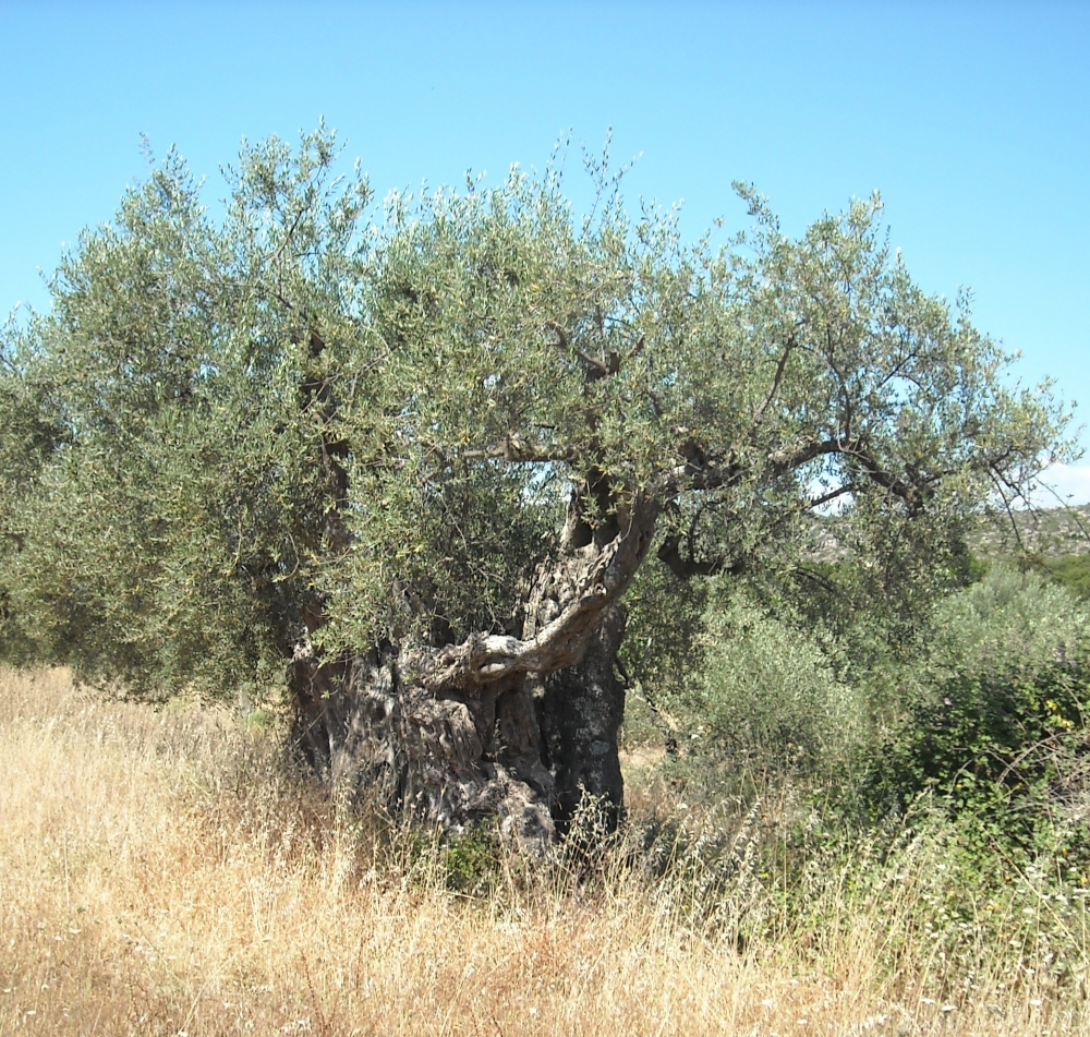 Η Ελιά της Καρίτσας: από την αιωνόβια ζωή στην αιωνιότητα της μνήμης