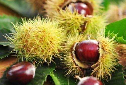 Σε απόγνωση οι καστανοπαραγωγοί του Πάρνωνα