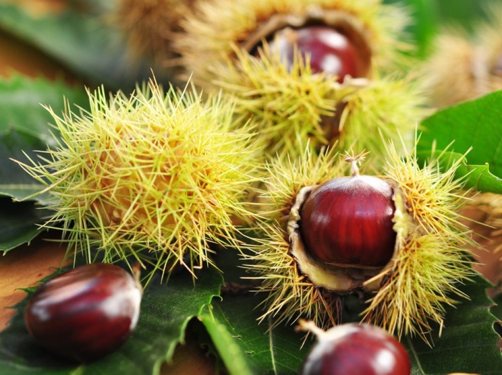 Σε απόγνωση οι καστανοπαραγωγοί του Πάρνωνα