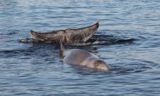 &Pi;ό&sigma;&alpha; &kappa;&eta;&tau;ώ&delta;&eta; έ&chi;&omicron;&upsilon;&mu;&epsilon; &tau;&epsilon;&lambda;&iota;&kappa;ά &sigma;&tau;&eta;&nu; &Epsilon;&lambda;&lambda;ά&delta;&alpha;;