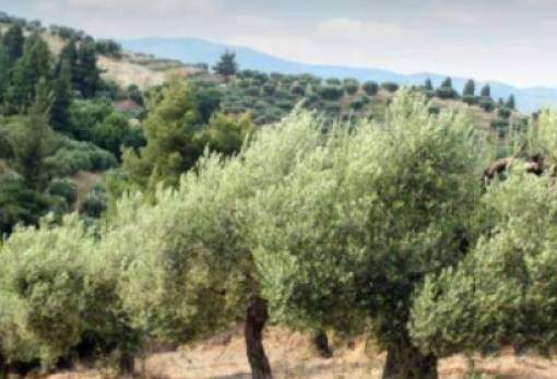 Δήλωση ζημιών σε ελιές από την ανεμοθύελλα στο Γεράκι