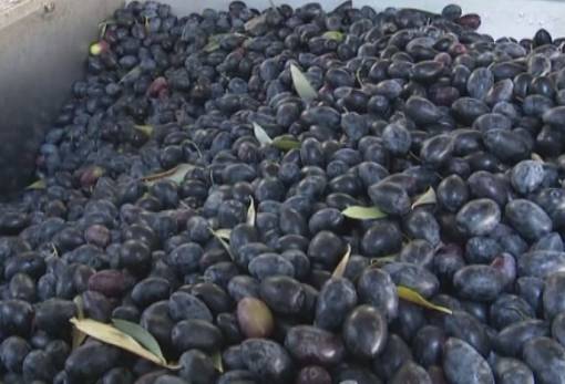 Πάνω από 2,2 ευρώ πουλήθηκε η ελιά Καλαμών στην Πετρίνα