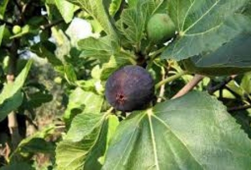 Μειωμένη η παραγωγή σύκου στη Λακωνία