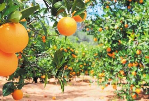 Πορτοκάλια: Ισχυρή ζήτηση και τιμές έως 40 λεπτά