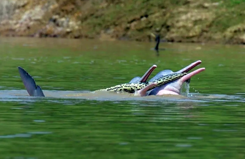 &Delta;&epsilon;&lambda;&phi;ί&nu;&iota;&alpha; &sigma;&upsilon;&nu;&epsilon;&lambda;ή&phi;&theta;&eta;&sigma;&alpha;&nu; &sigma;&epsilon; &mu;&eta; &sigma;&upsilon;&nu;&alpha;&iota;&nu;&epsilon;&tau;&iota;&kappa;ή &sigma;&upsilon;&nu;&epsilon;ύ&rho;&epsilon;&sigma;&eta; &mu;&epsilon; &phi;ί&delta;&iota;