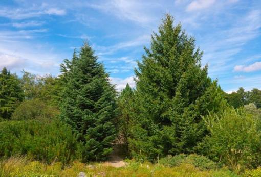 Γιατί «πεθαίνουν» τα πλατάνια και τα έλατα της Ελλάδας