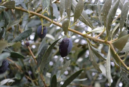 Διευρυμένες οι ζημιές από γλοιοσπόριο στις ελαιοκαλλιέργειες της Λακωνίας