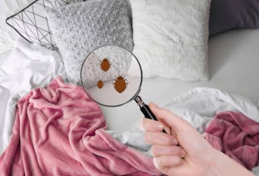 Τι είναι τα ακάρεα και πώς να τα αντιμετωπίσεις