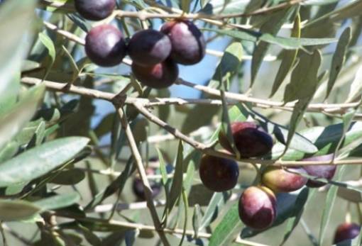 Ομοφωνία για στήριξη των ελαιοπαραγωγών στο Περιφερειακό Συμβούλιο Πελοποννήσου